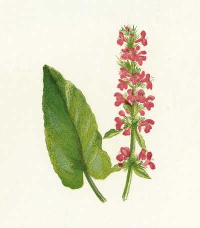 Betonie, Betonica Officinalis door English School